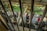 A group of people standing in a line or queue are enclosed by metal bars. They appear to be outdoors, with dense greenery and trees visible in the background. The individuals are dressed casually, some engaging with their phones or talking to each other.