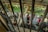A group of people standing in a line or queue are enclosed by metal bars. They appear to be outdoors, with dense greenery and trees visible in the background. The individuals are dressed casually, some engaging with their phones or talking to each other.