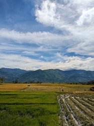 Lush green agricultural fields with farmers working under a bright sky.