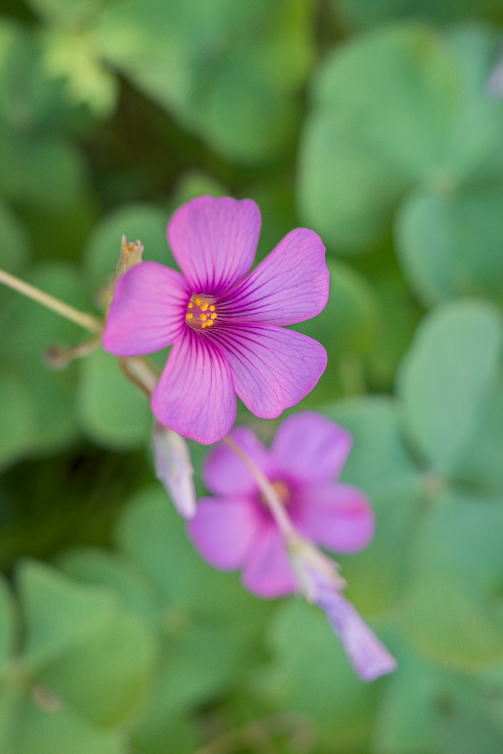 a close up of a pink flower with green leaves in the background