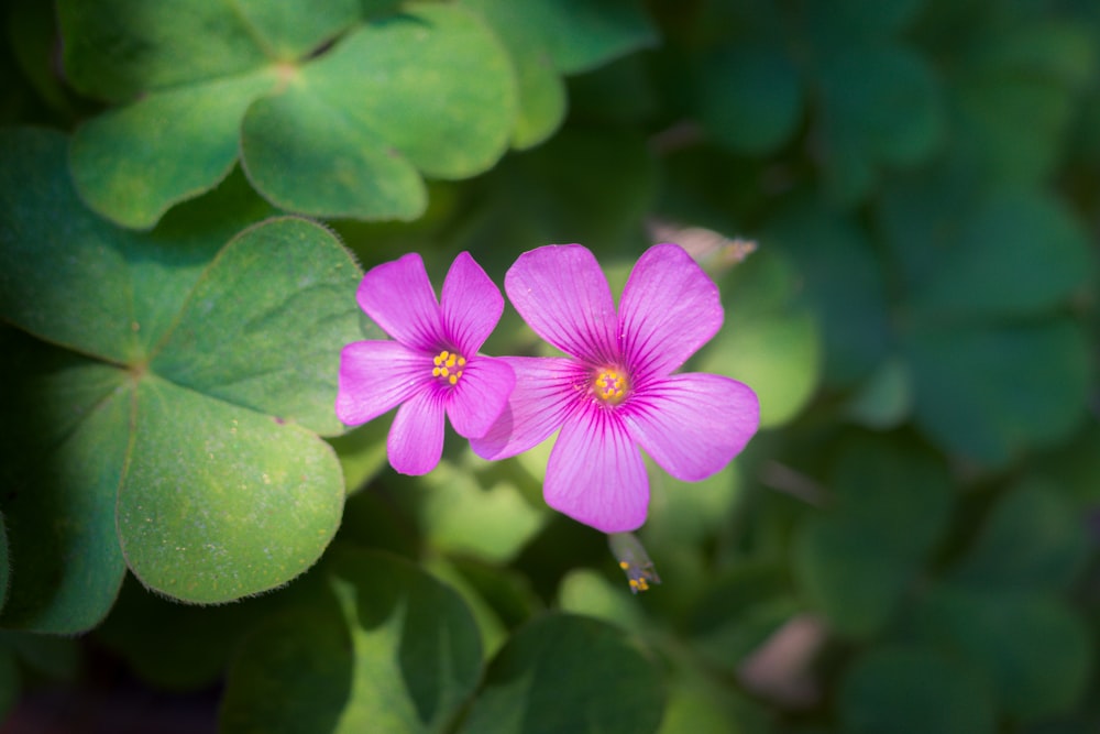 a couple of pink flowers sitting on top of a lush green plant