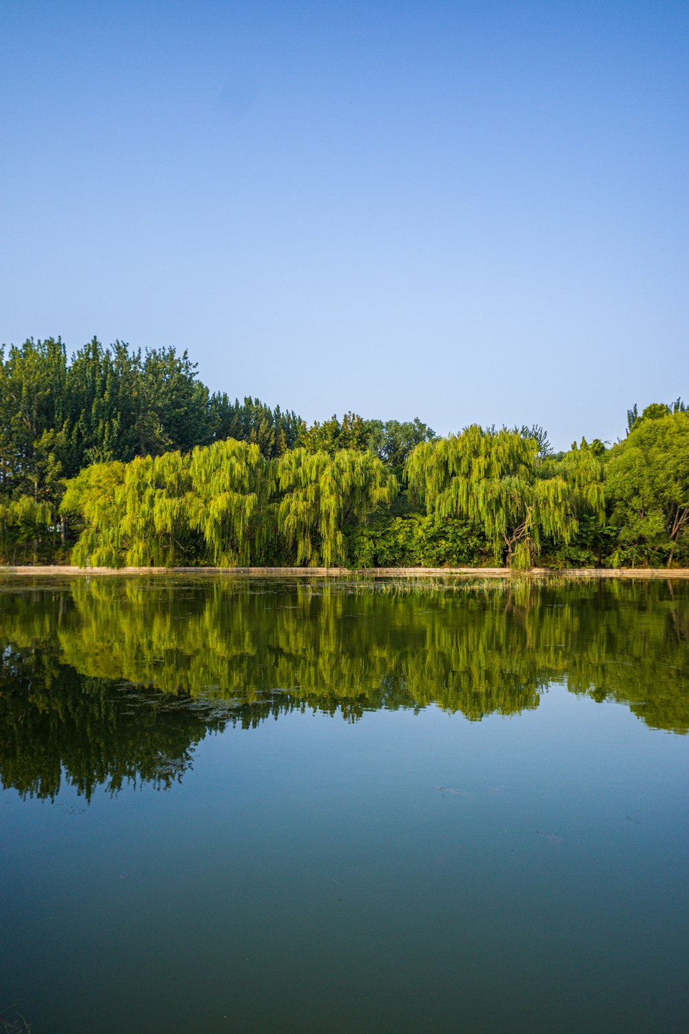 a large body of water surrounded by trees