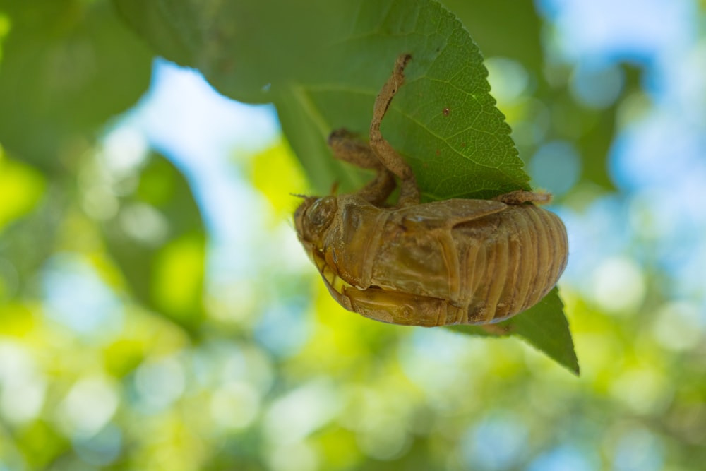 a close up of a bug on a leaf