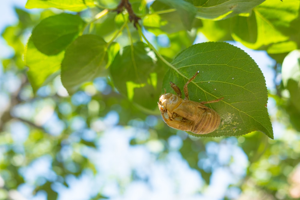 a bug crawling on a leaf in a tree