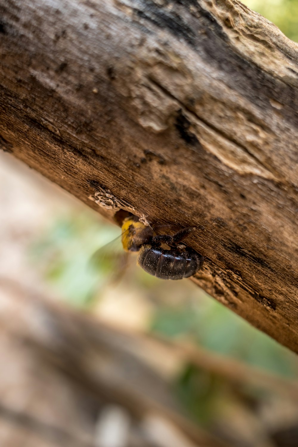 a close up of a bee on a tree branch