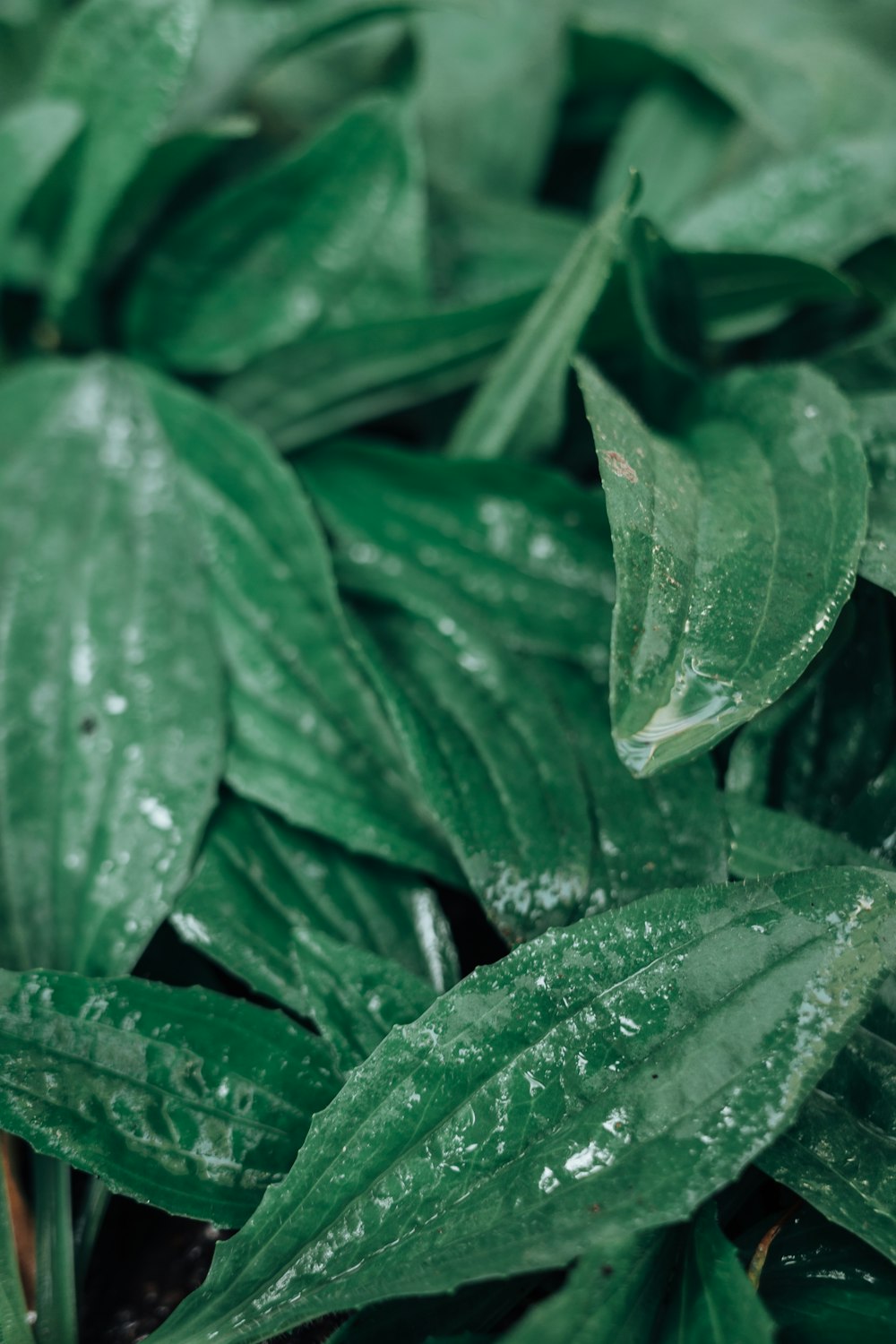 a close up of a green plant with water droplets on it