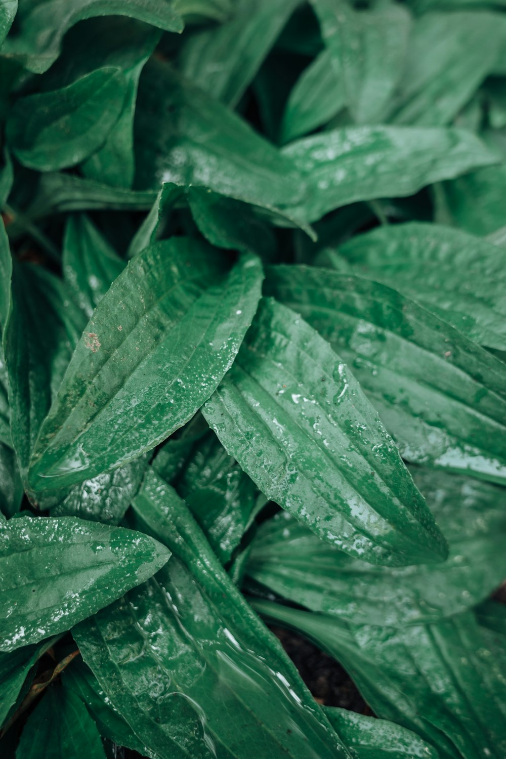 a close up of a green plant with water droplets on it