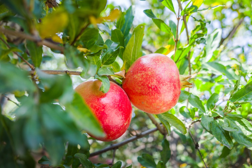 a couple of apples hanging from a tree