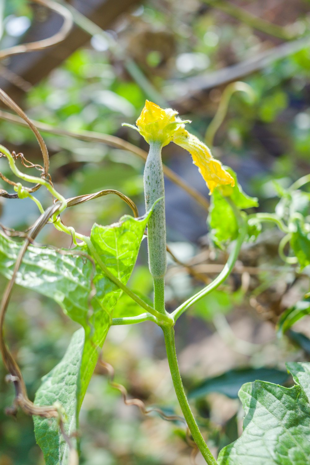 a close up of a green plant with yellow flowers