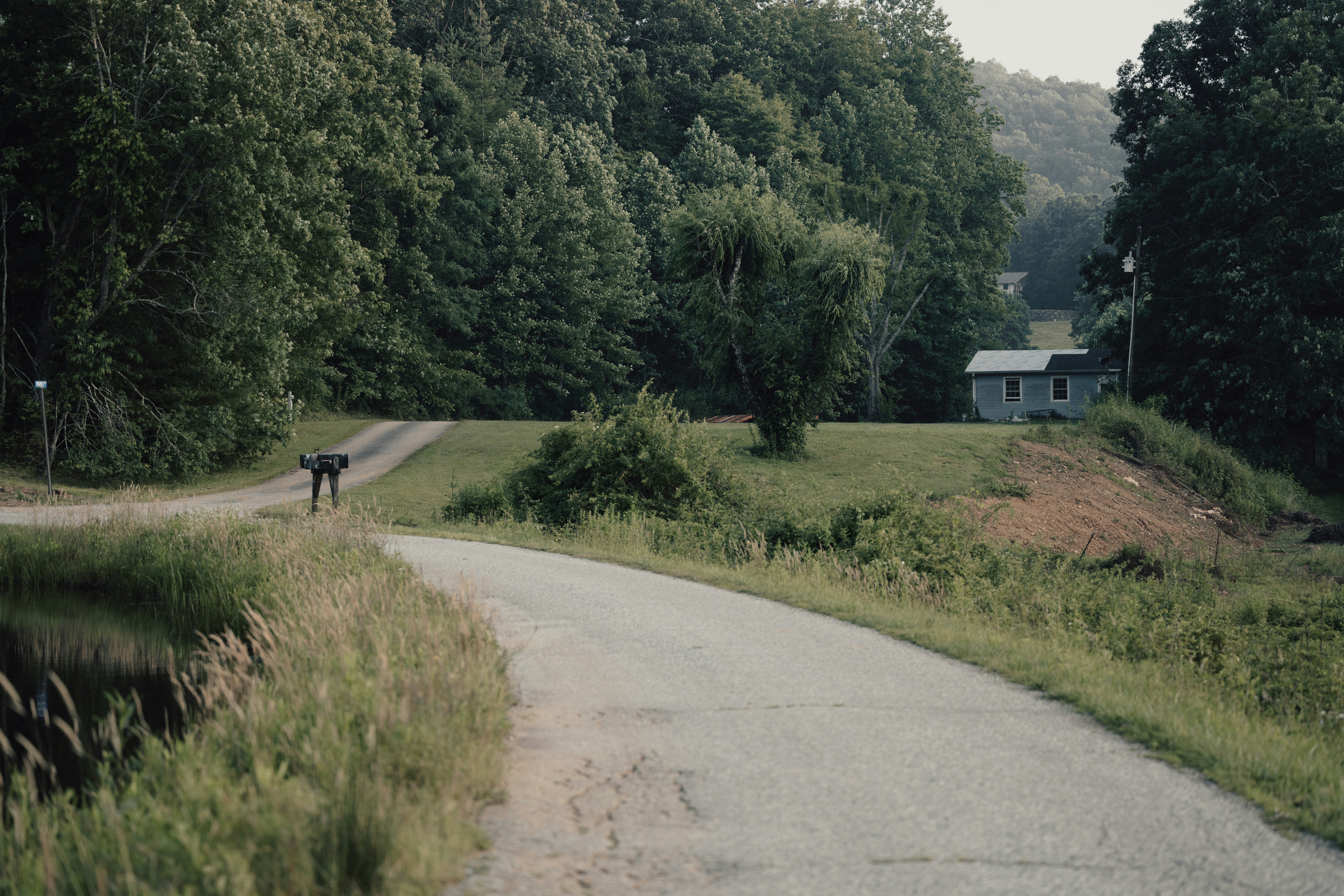 a person walking down a road in the middle of a forest