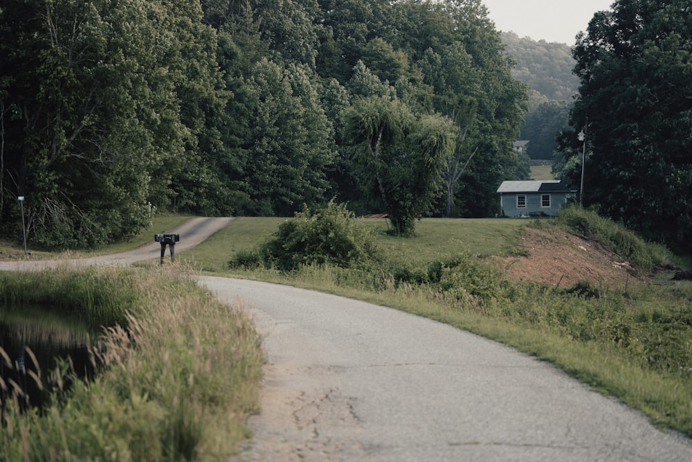 a person walking down a road in the middle of a forest