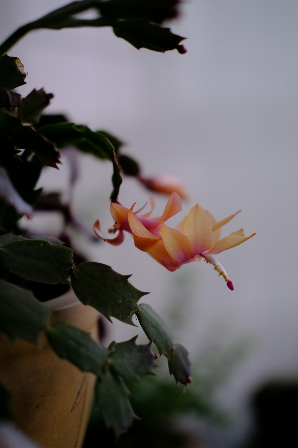 a close up of a flower on a plant