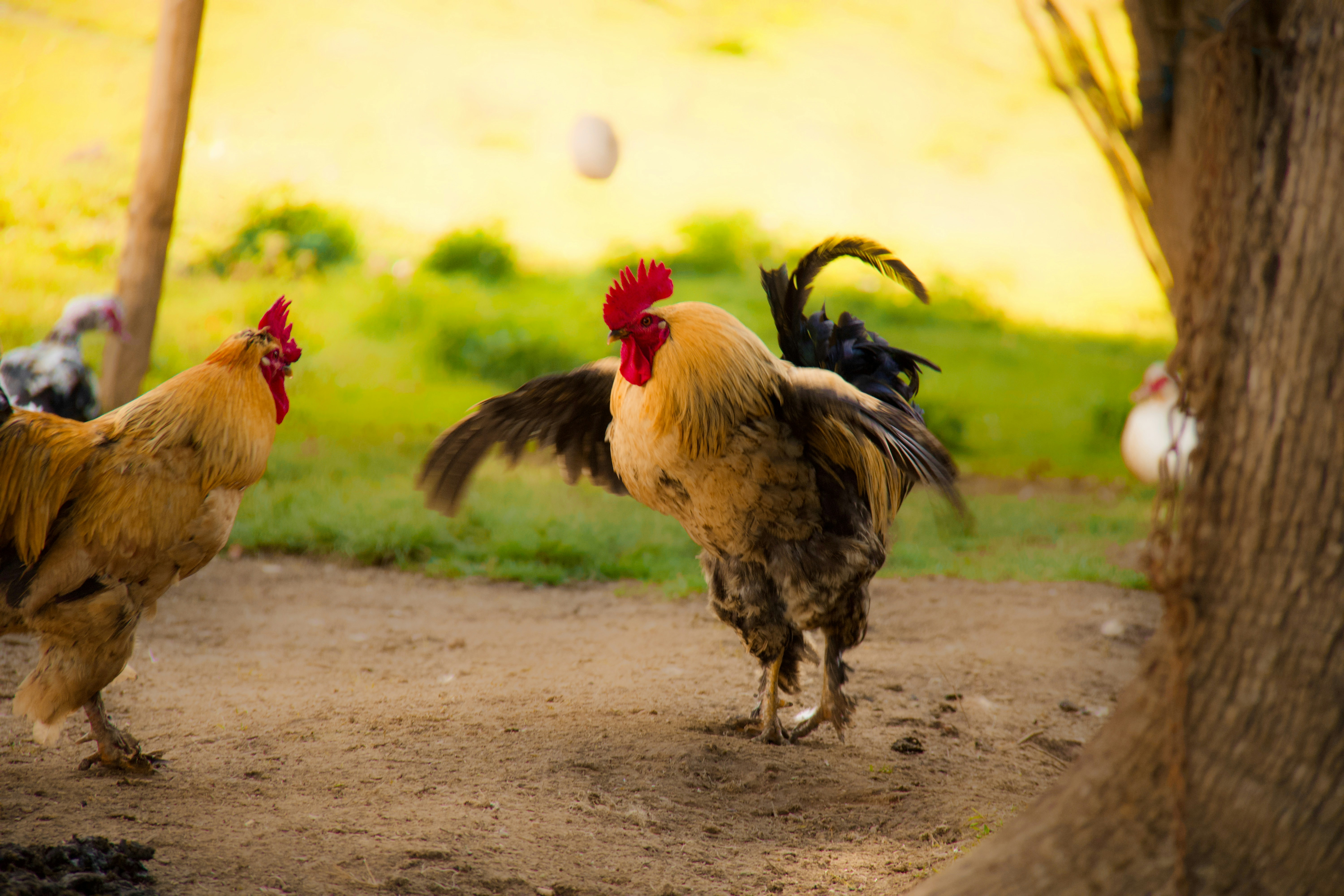 photo-1701855486412-4e92cd3fcf1f?ixid=M3