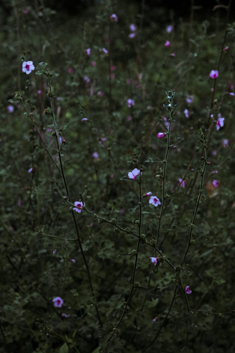 a bunch of flowers that are in the grass