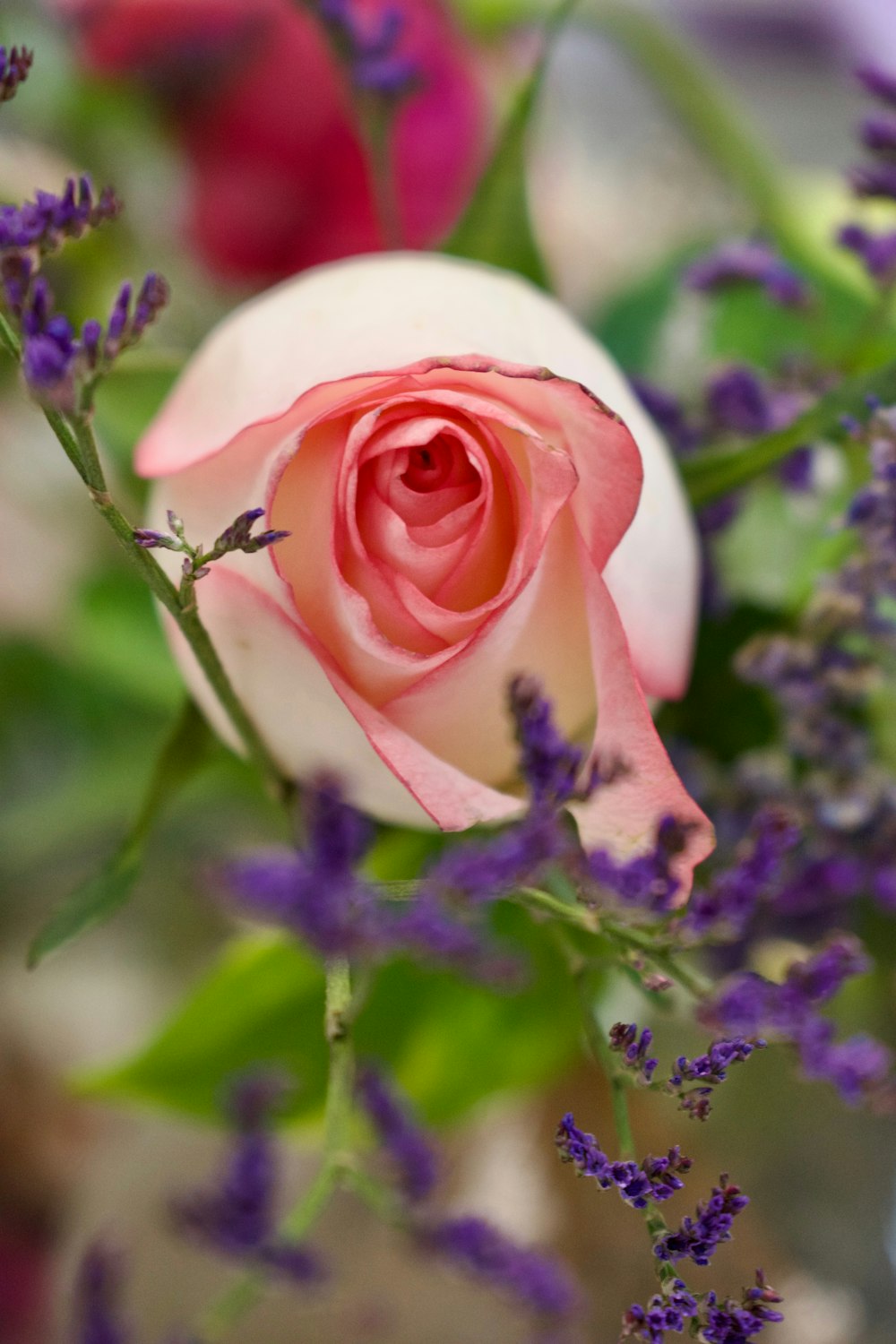 a pink and white rose surrounded by purple flowers