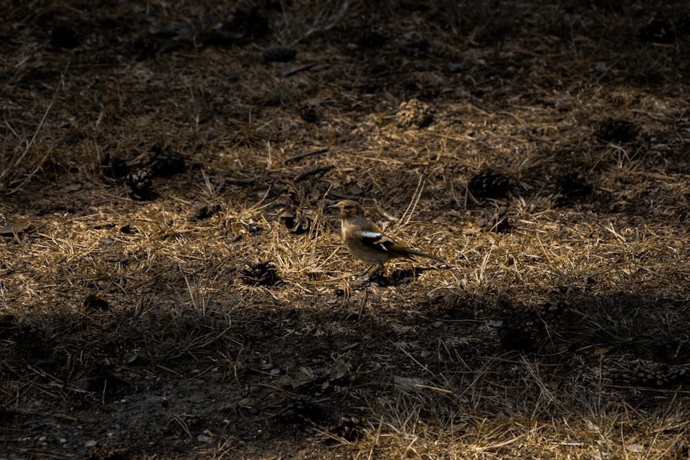 a small bird standing on top of a dry grass field