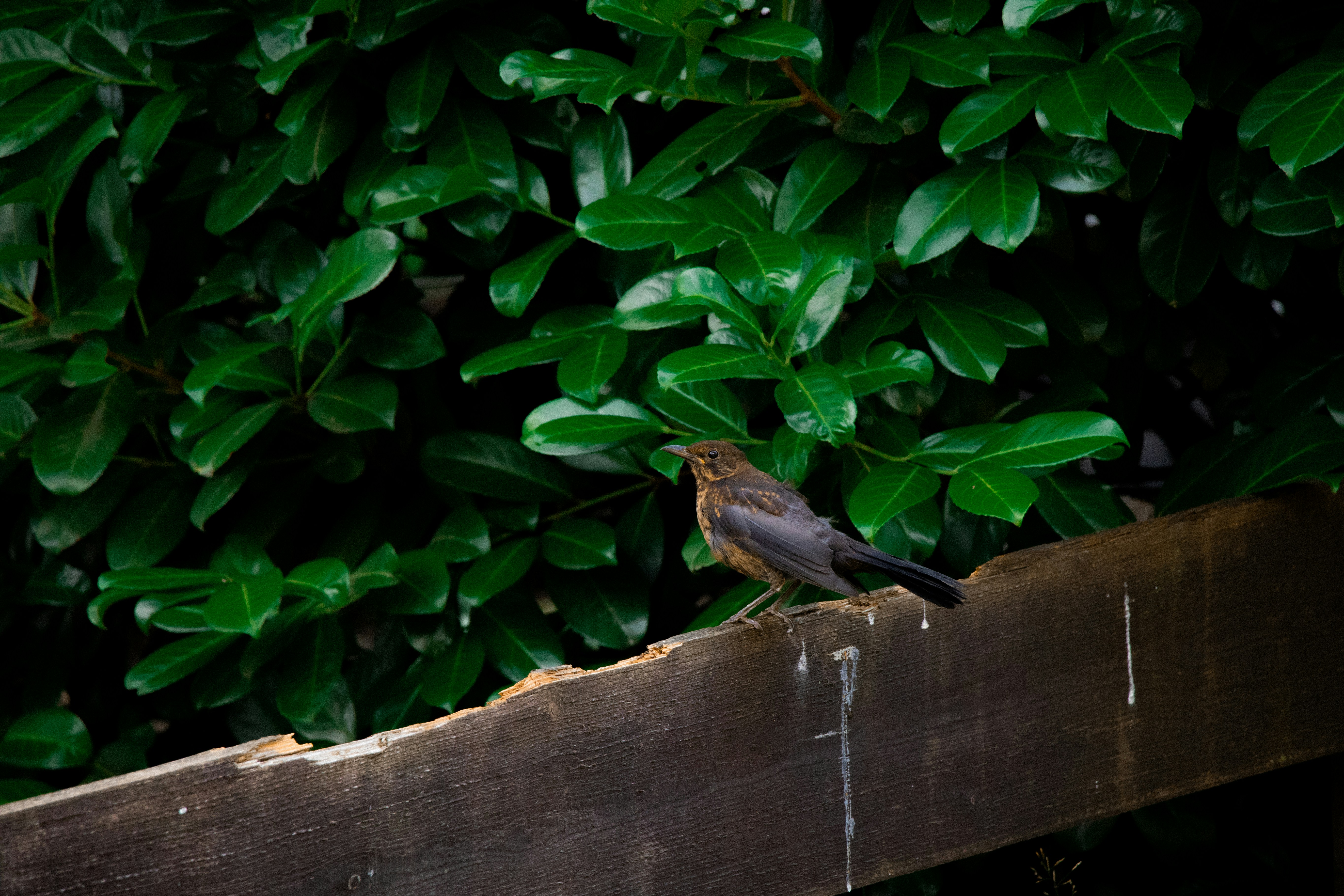 A small brown bird perches on a matching wooden fence, facing green foliage.