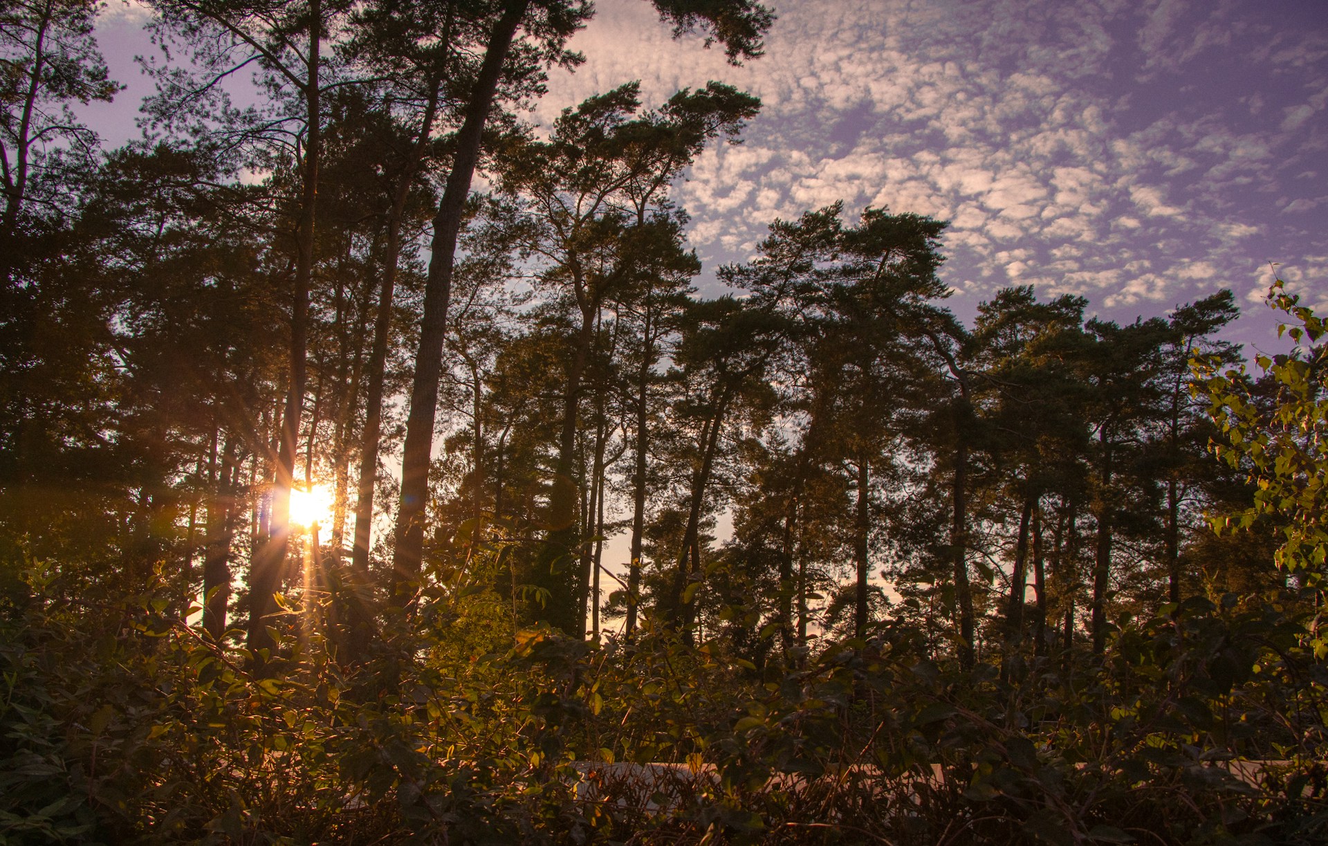 the sun is shining through the trees in the woods