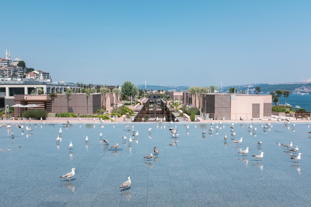 a flock of birds standing on top of a pool of water