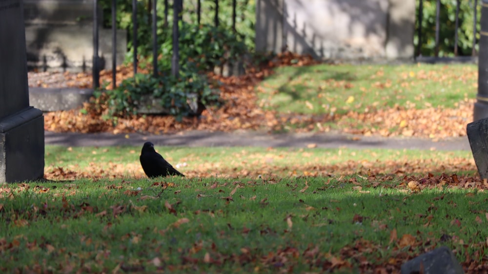 a black bird sitting on top of a lush green field