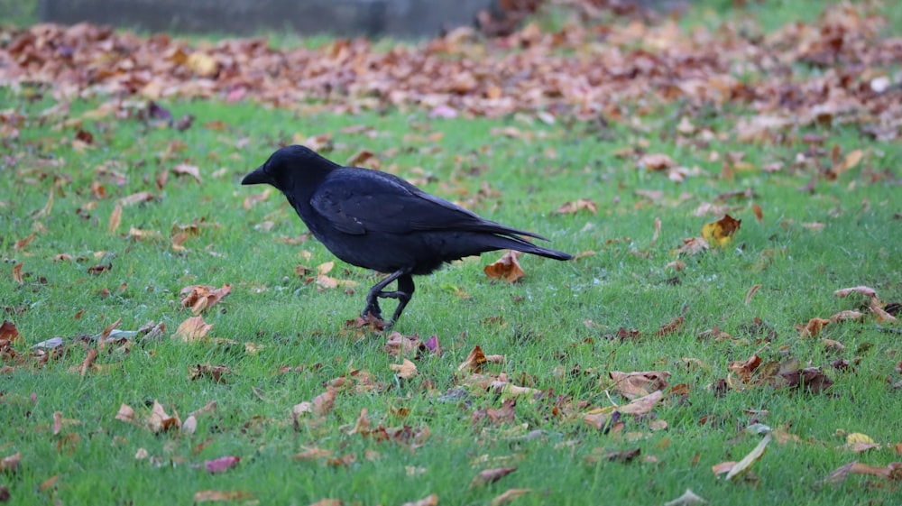 a black bird standing on top of a lush green field