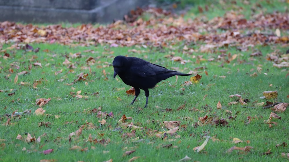 a black bird standing on top of a lush green field