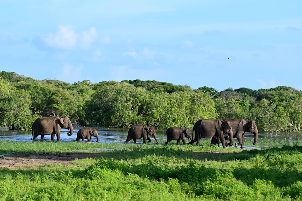 a herd of elephants walking across a lush green field