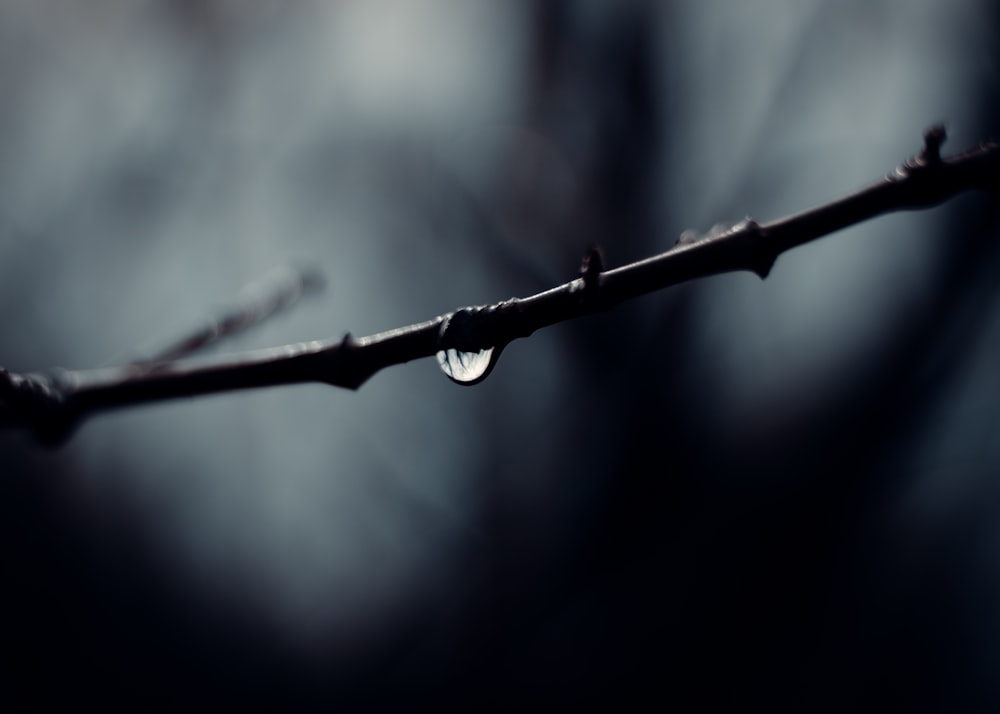 a drop of water sitting on top of a branch