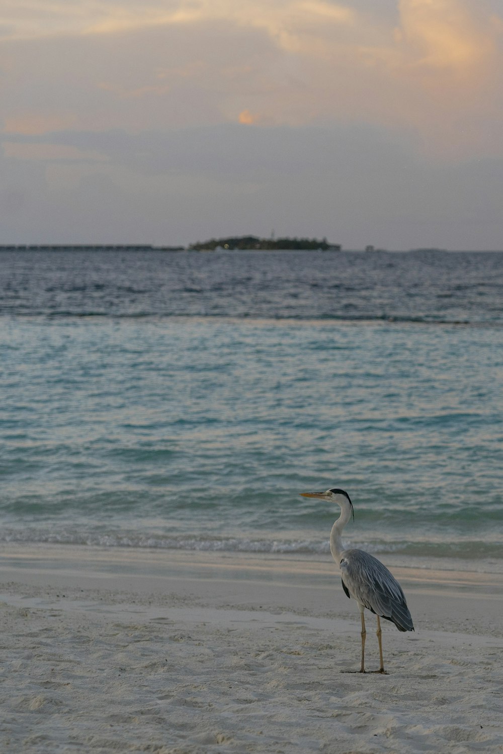 a bird standing on a beach near the ocean