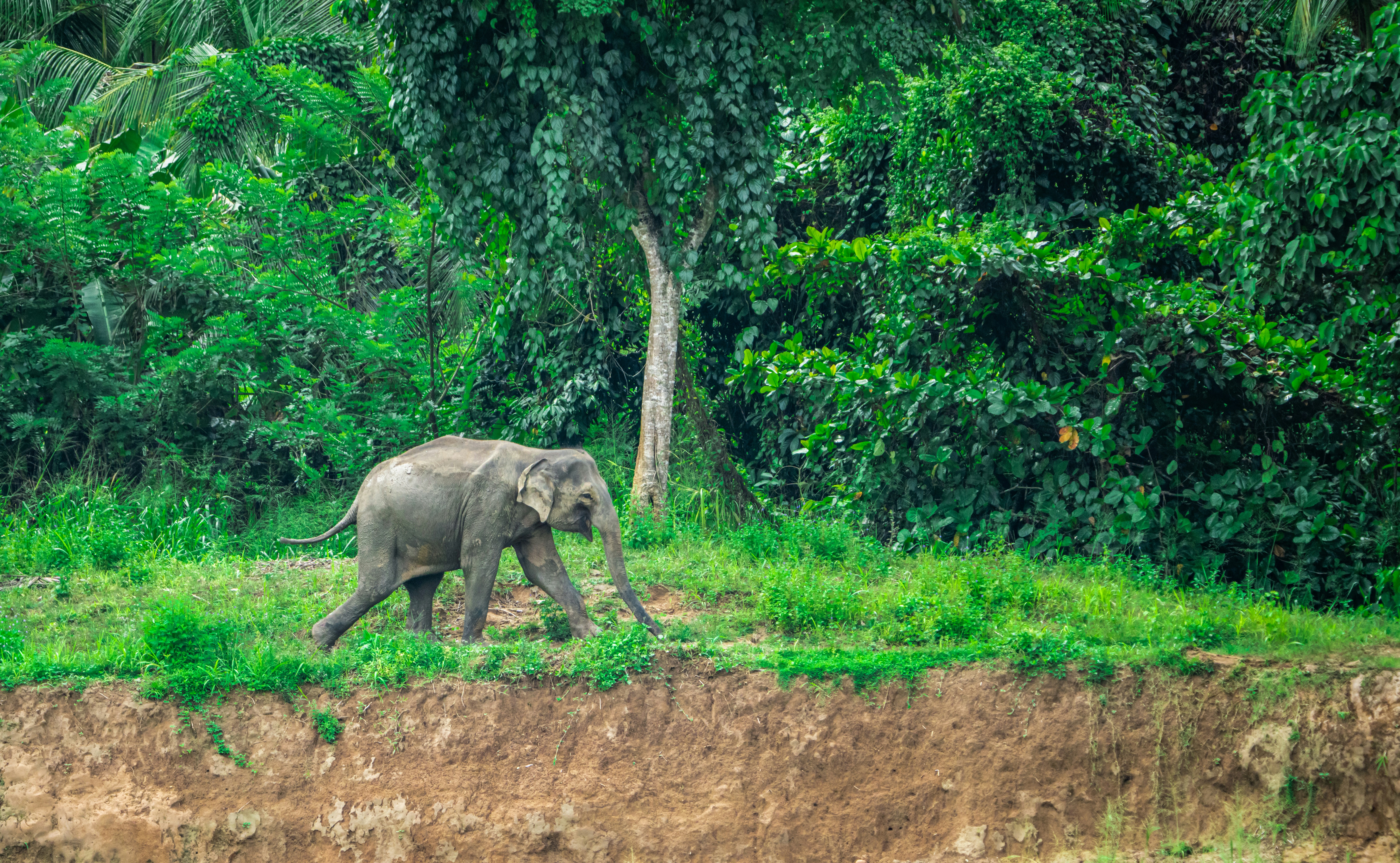 An elephant walking across a lush green field near a Kerala plantation