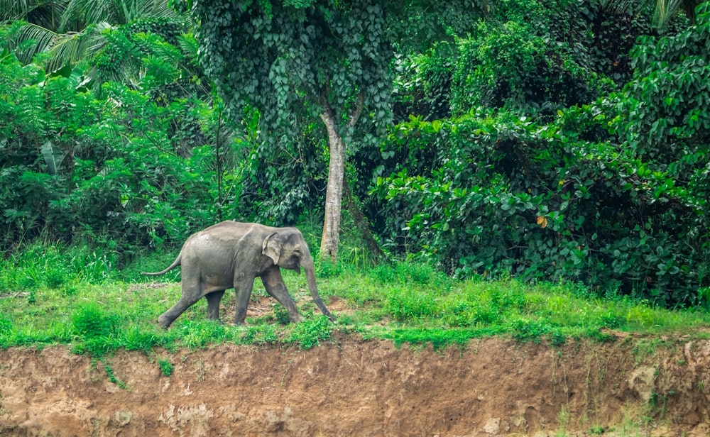 an elephant walking across a lush green field