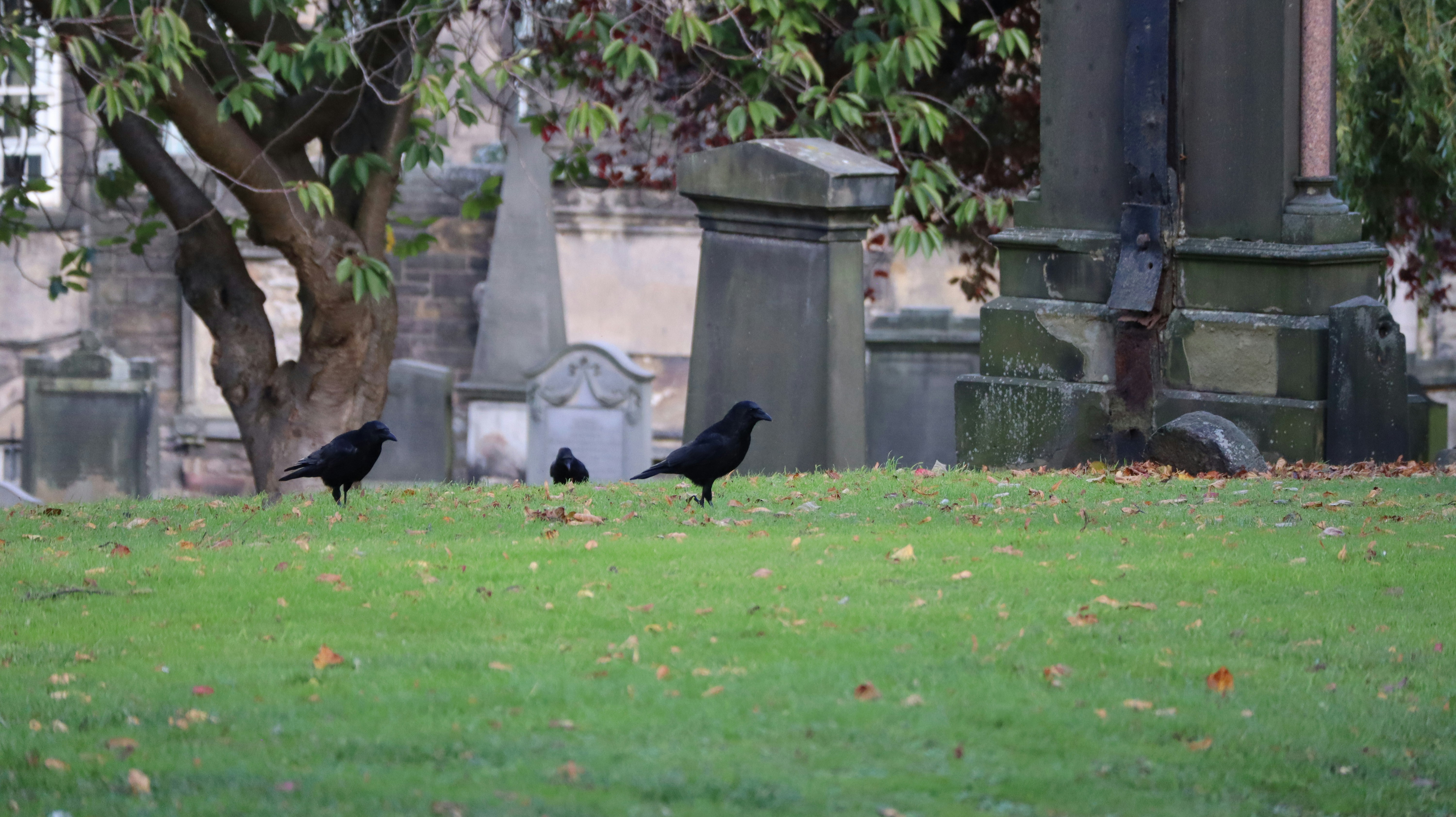 two black birds are standing in the grass, Crown in Greyfriars Kirkyard in Edinburgh, Scotland.