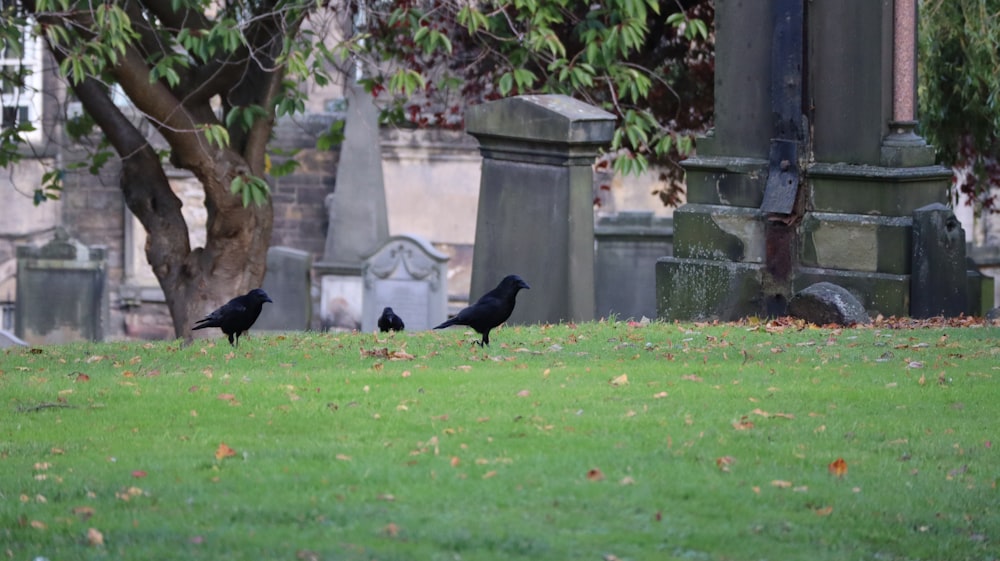 two black birds are standing in the grass