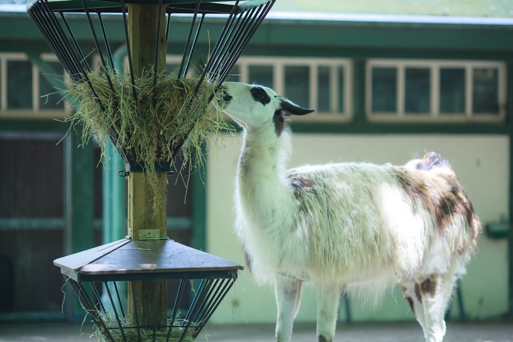 a llama eating hay off of a feeder