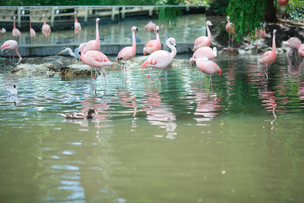 a group of flamingos standing in the water