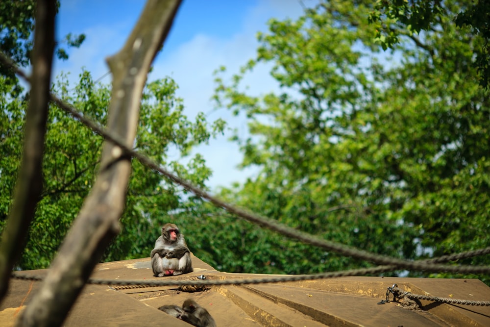 a monkey sitting on top of a wooden structure