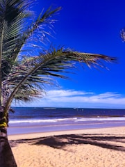 A sunlit beach scene with palm trees and waves rolling in under a clear blue sky.