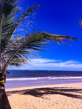 A sunlit beach scene with palm trees and waves rolling in under a clear blue sky.