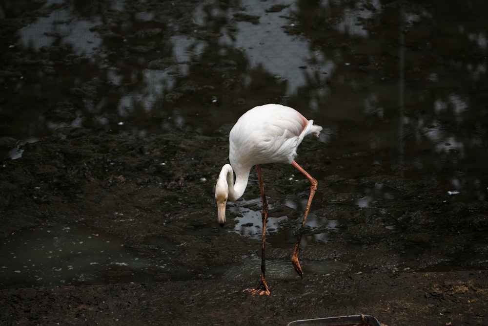 a white bird with a long beak standing in water