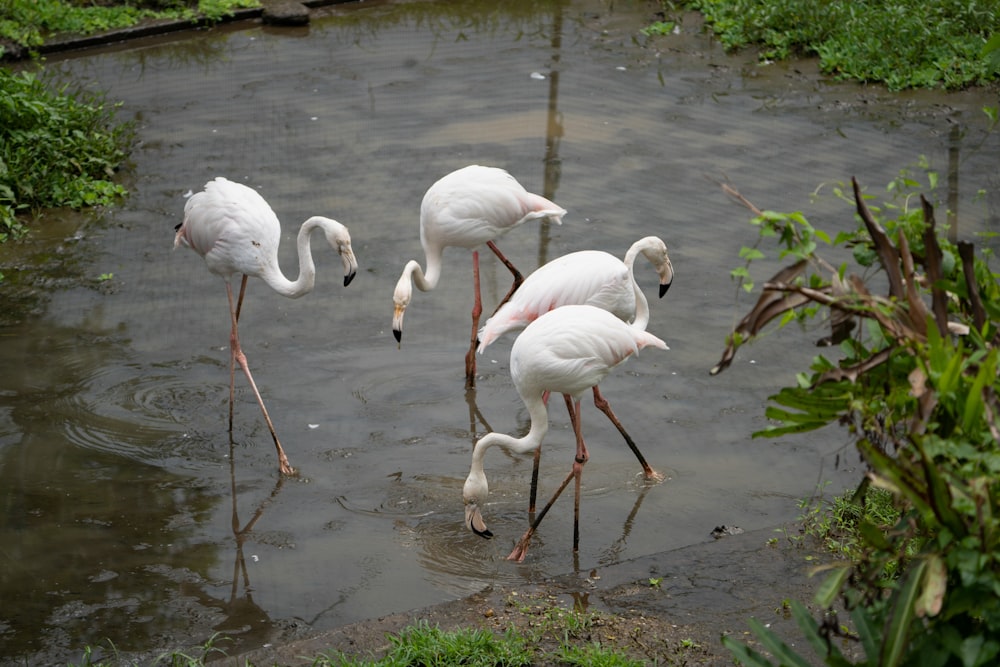 a group of flamingos standing in the water