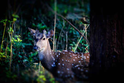 a deer standing next to a tree in a forest