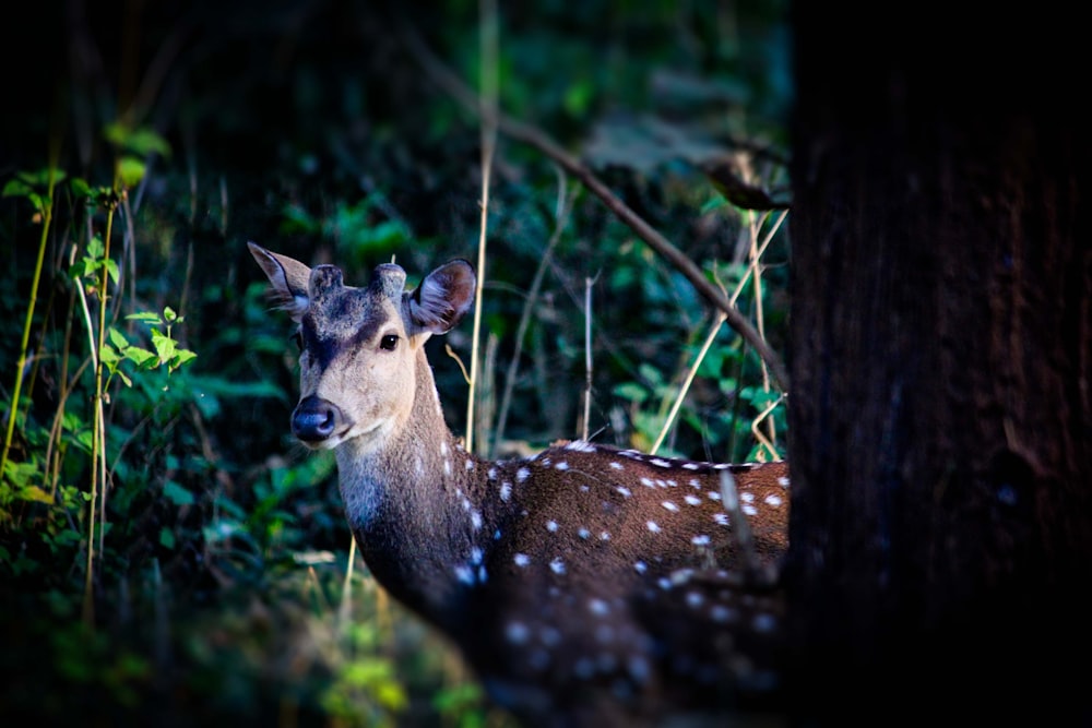 a deer standing next to a tree in a forest