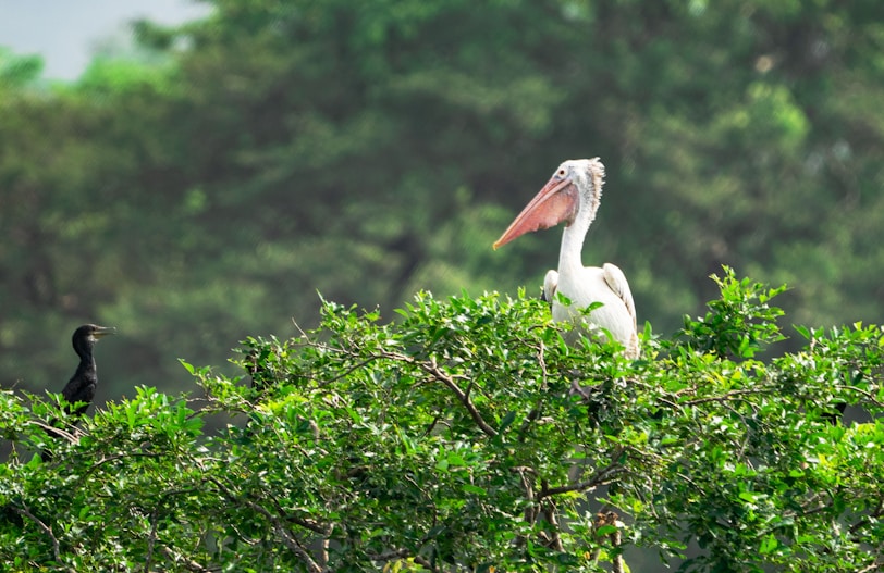 The Geographic Traveller: The Cambodian River That Becomes a Lake spot-billed pelican on tree