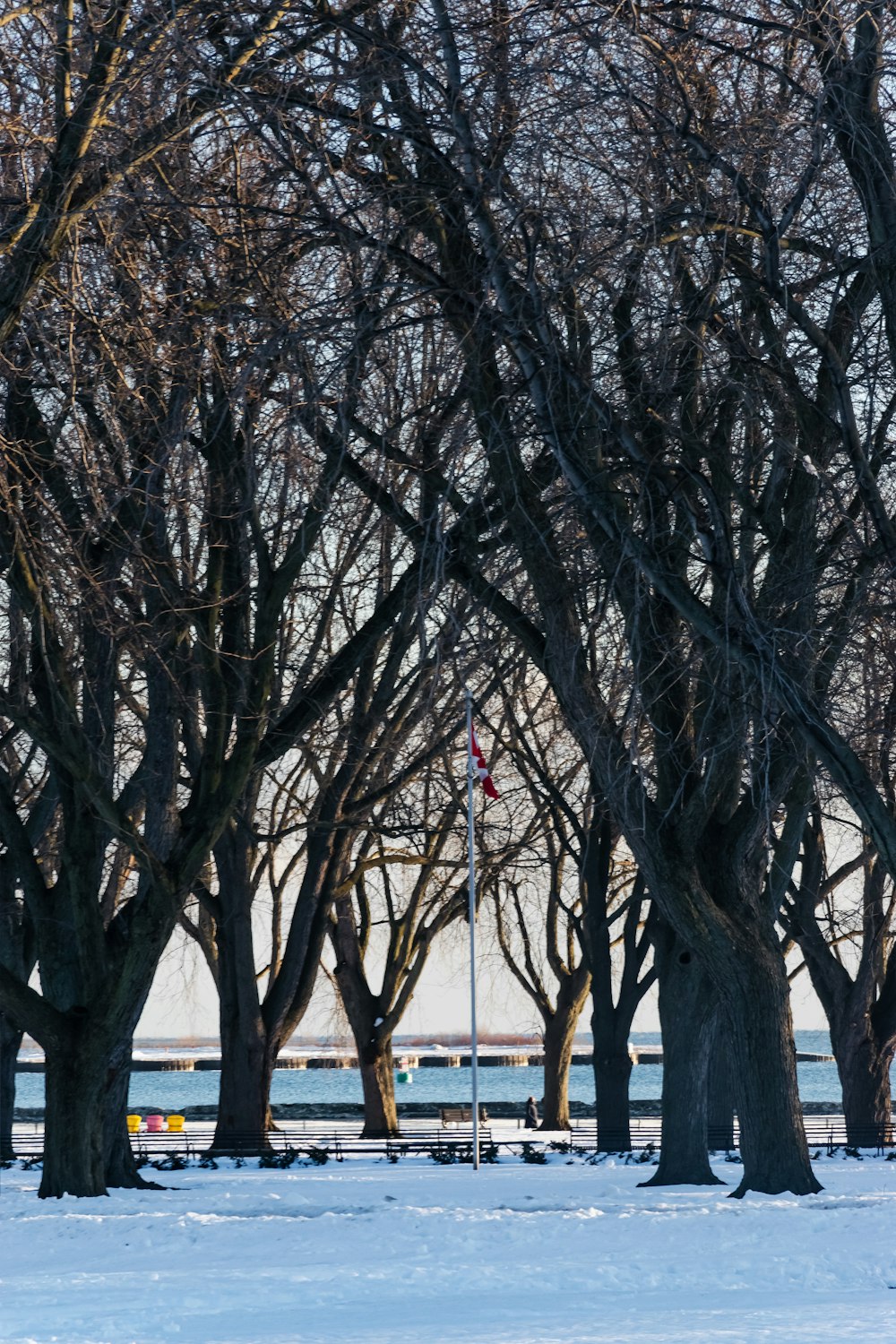 a group of trees with a flag pole in the background