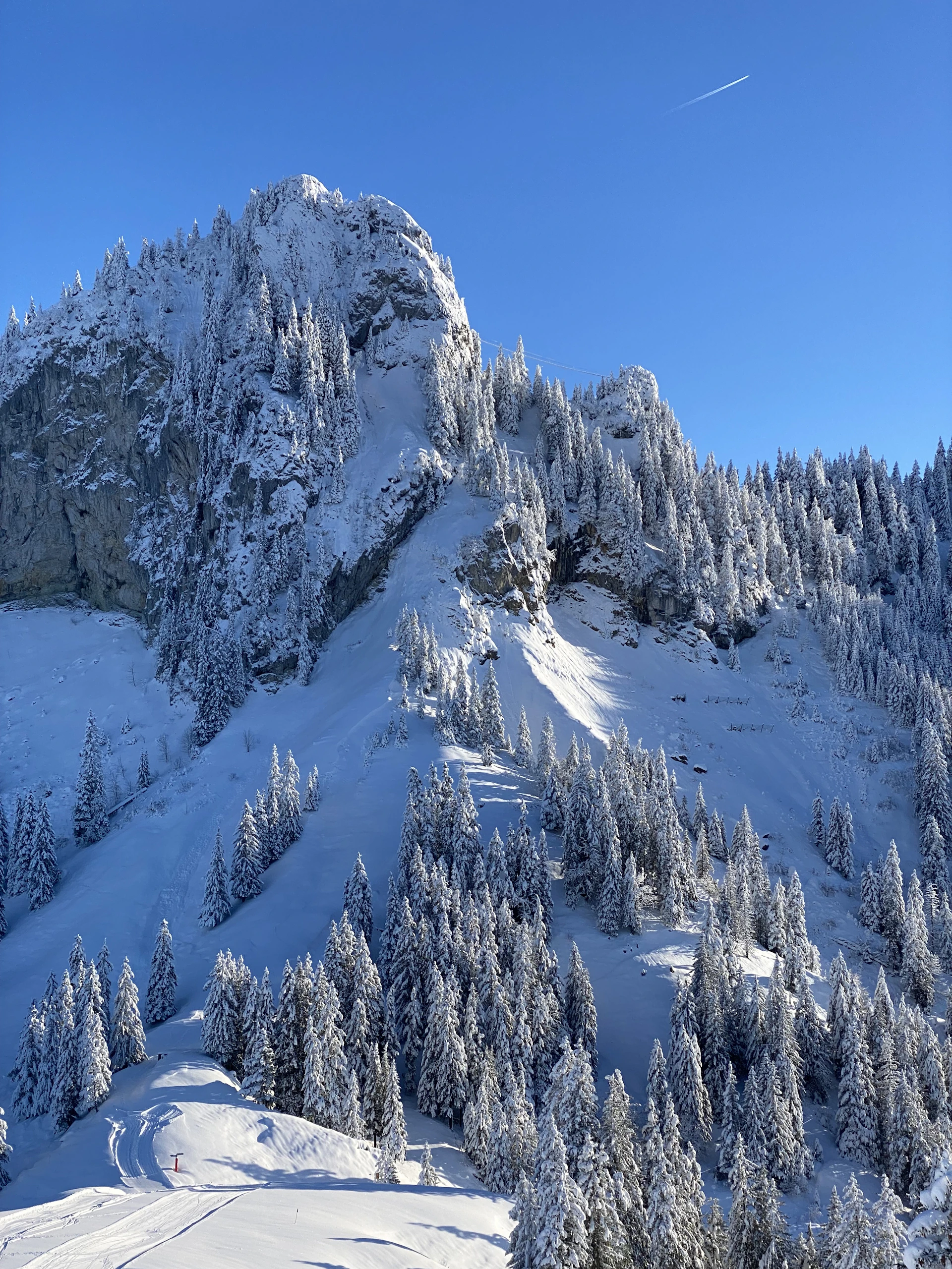 a mountain covered in snow with lots of trees