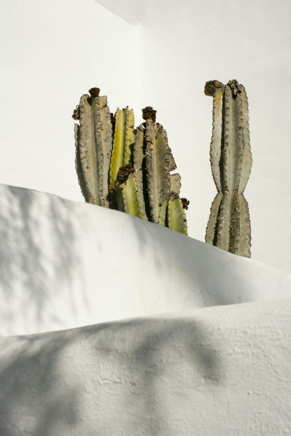 a group of cacti sitting on top of a white wall