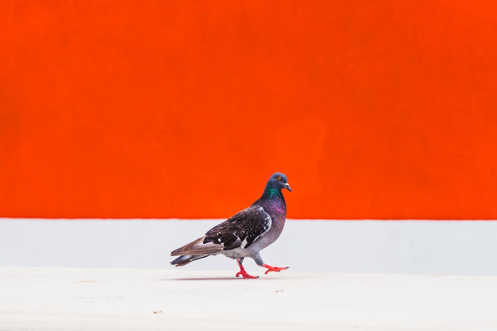 a bird standing on the ground in front of an orange wall
