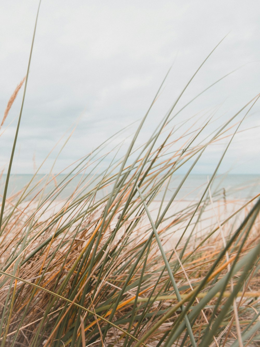 a teddy bear sitting on top of a beach next to tall grass