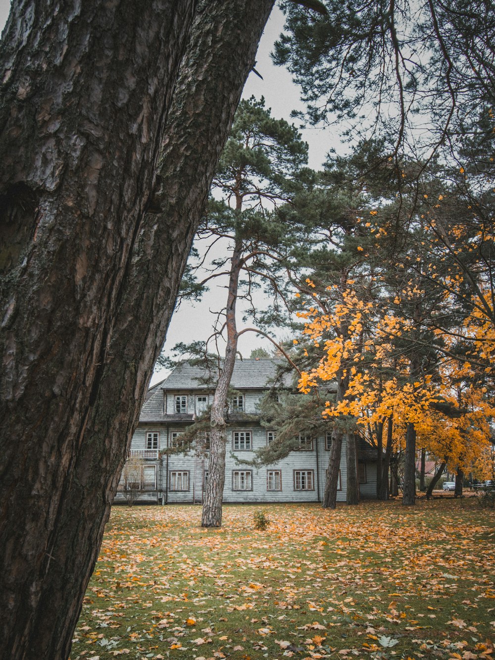 Une grande maison blanche entourée d’arbres et de feuilles