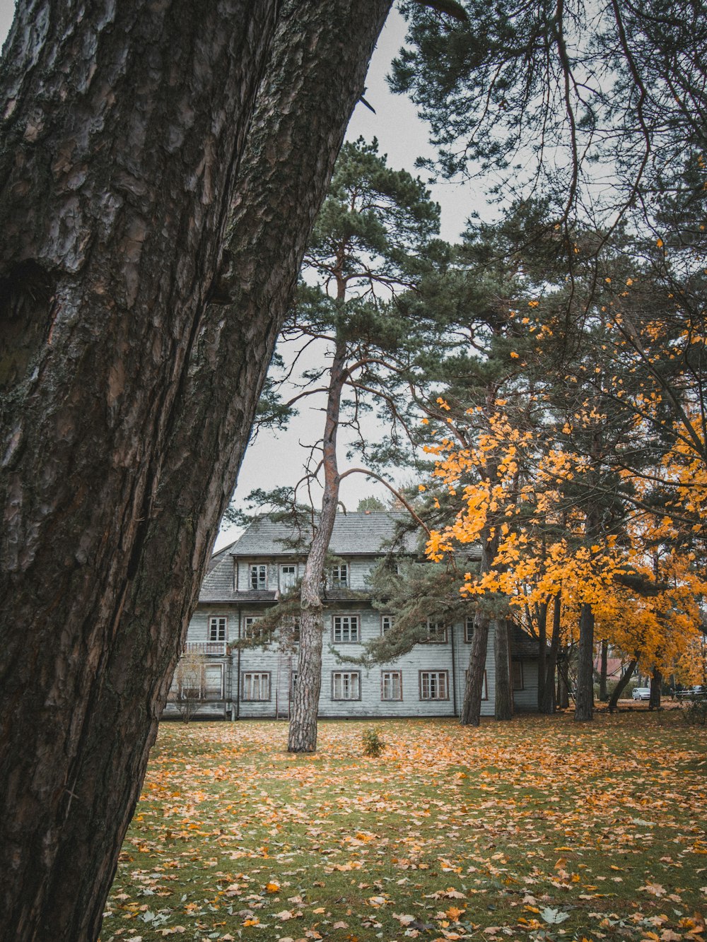 a large white house surrounded by trees and leaves